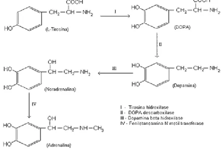 Figura 2 - Síntese da dopamina e noradrenalina a partir do aminoácido L-Tirosina 