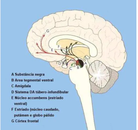 Figura 3 - Principais Vias Dopaminérgicas 