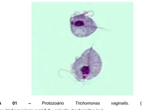 FIGURA 01 – Protozoário  Trichomonas vaginalis. (Disponível em: 