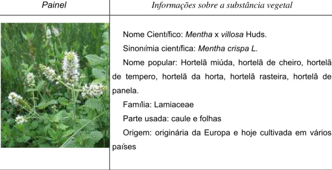 FIGURA 05 – Planta que constitui o fitoterápico Giamebil®. 