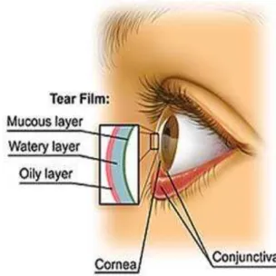 Figura 1: Corte axial do globro ocular, evidenciando a córnea.  