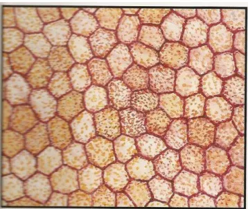 Figura 13: Foto esquemática mostrando a distribuição de células endoteliais com percentual normal de células  hexagonais  