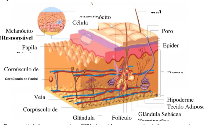 Figura 1. Desenho representativo da pele mostrando a  epiderme e a derme 