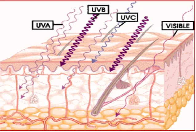 Figura  4.  Representação  esquemática  da  ação  dos  raios  ultravioletas  sobre a pele