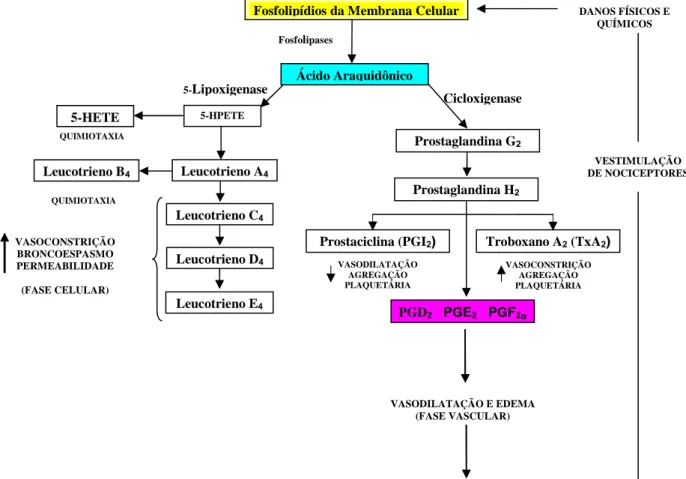Figura 6. Formação dos principais mediadores químicos no processo  inflamatório (modificado do ROBBINS et al