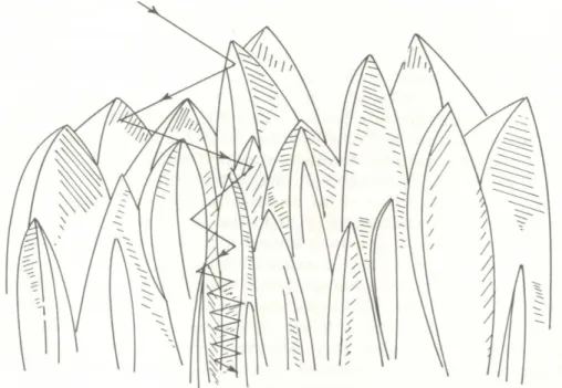 Figura 3.5 Representação Esquemática da floresta de dendritos (Cuomo, 1975). 