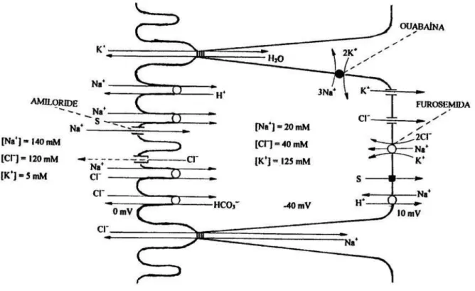 Figura 1 –  Representação Esquemática dos Transportes de Íons e Água no  Enterócito 