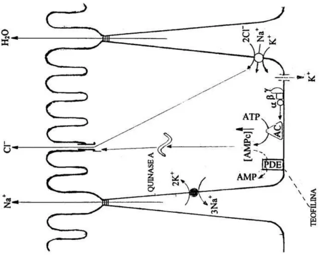 Figura 2 – Ação da Teofilina e da Toxina Termo-Lábil do E. coli 