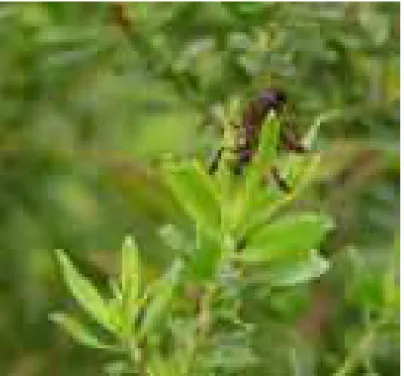 Figura  1.  Foto  da  Baccharis  dracunculifolia  (L)  no  momento  que  a  abelha  coleta  resina para produção de própolis verde (Fonte: Geocities)