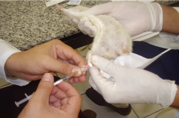 Figura 11. Injeção intraplantar de carragenina na pata direita do rato. 
