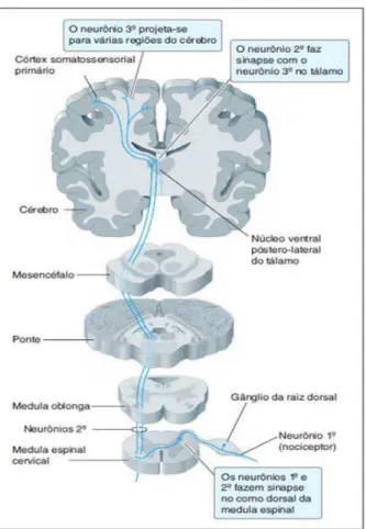 Figura 2: Via de condução da dor sítio central a partir da ativação do corno dorsal da medula espinhal até porção central encefálica como córtex somatossensorial (localização da dor) e o sistema límbico (aspectos emocionais da dor) (GOLAN et al., 2009).