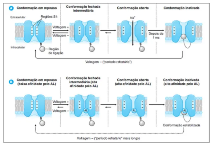 Figura 4: Mecanismo de ligação do anestésico local a terminação axonal em diferentes estados conformacionais (estados do canal de sódio)