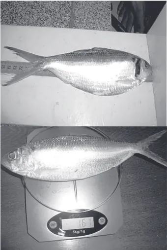 Figura 1 - Tomada de dados morfométricos da sardinha-bandeira  capturada com rede-de-espera, desembarcada na praia da Caponga,  Cascavel -CE.