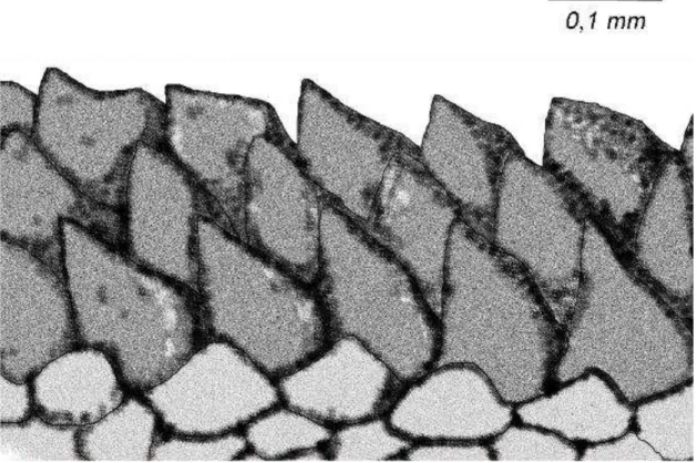 Figura 5  –  Marionia limceana. Ilustração do holótipo CMPHRM 4412A. Dentículos da  borda mastigatória da mandíbula