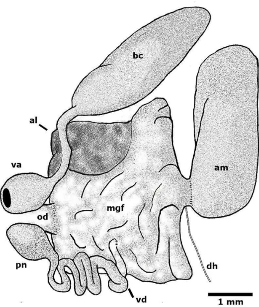 Figura 7  –  Marionia limceana. Ilustração do sistema reprodutor do holótipo CMPHRM  4412A