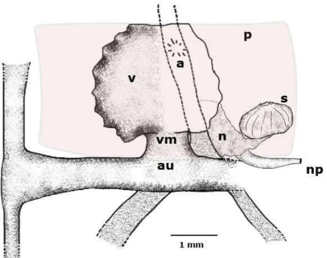 Figura  9  – Marionia  limceana.  Ilustração  do  sistema  circulatório  do  holótipo  CMPHRM 4412A