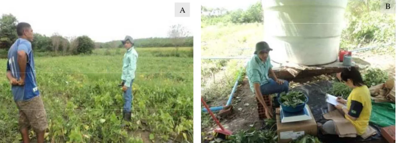 Figura 3.7 - Coleta de plantas (A) e pesagem (B) de feijão-de-corda irrigadas com água salina  ao  final  do  ciclo  em  experimento  de  campo  na  Fazenda  Experimental  Vale  do  Curu,  Pentecoste-CE 