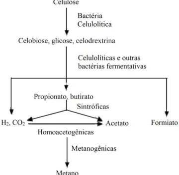 Figura 5: Diagrama  da  degradação  anaeróbia  da  celulose  por  comunidades  microbiana  em  solos e sedimentos de água doce