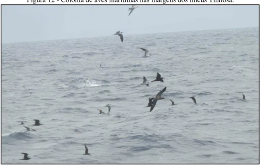 Figura 12 - Colônia de aves marítimas nas margens dos ilhéus Tinhosa. 