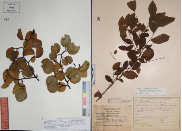 Figura 1. Aspecto geral dos ramos herborizados das espécies de Erythroxylum  analisadas