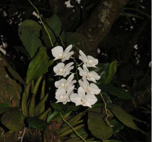 Figura  2  -  Aspectos  da  flor  e  do  hábito  de  crescimento  epifítico  em  tronco  de  árvore  de  Phalaenopsis  aphrodite  Rchb