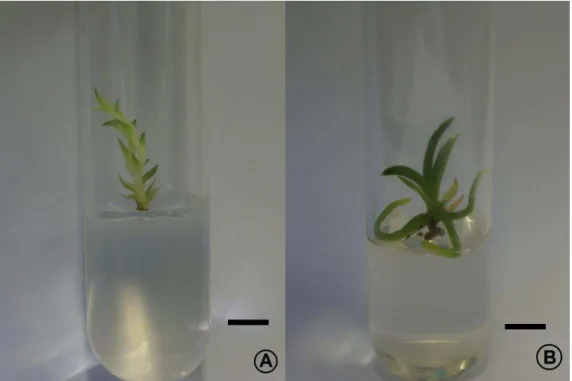Figura 2 - Plântulas de  Cattleya labiata  Lindl. cultivadas em ausência de luz (A) e na presença de luz (B), aos 150  dias de cultivo  in  vitro 