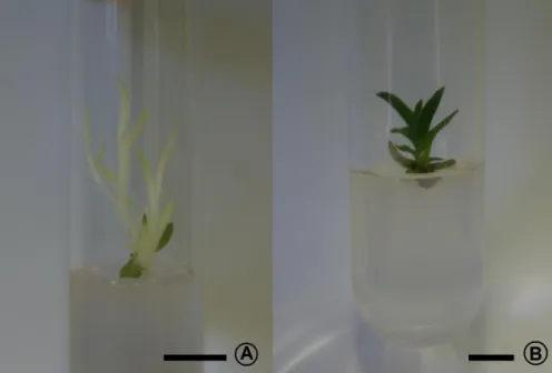 Figura 2 - Plântulas de  Phalaenopsis  sp. cultivadas em ausência de luz (A) e na presença de luz (B), aos 150 dias  após  o cultivo  in  vitro 