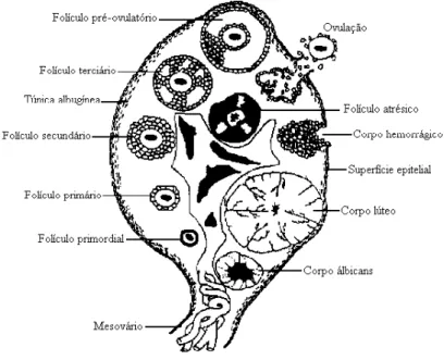 Figura 1- Diagrama esquemático do ovário de mamífero. 