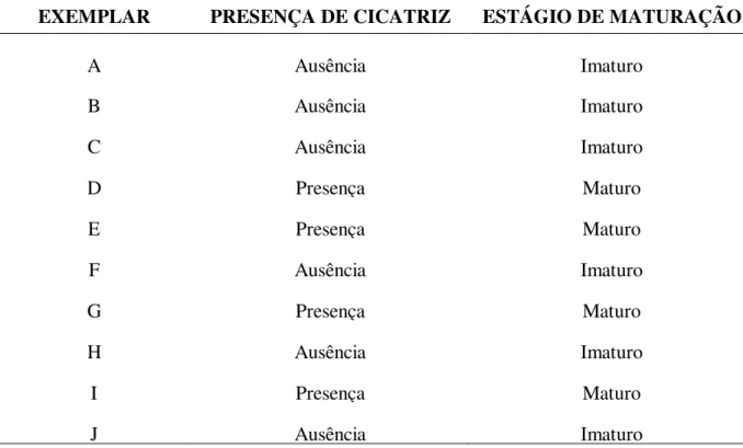 Figura 5.1 - Cicatrizes ovulatórias, encontradas nos exemplares d (c) e e (d). 