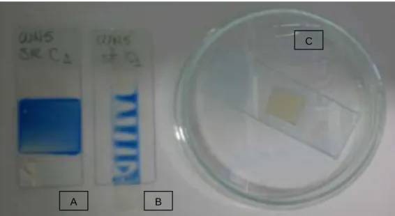 Figura 4  –  A: Lâmina preparada por desagregação; B: Lâmina montada com fita adesiva transparente; C: 