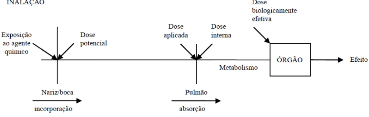 Figura  17.  Relação  entre  a  exposição  por  inalação  e  os  tipos  de  dose  no  organismo