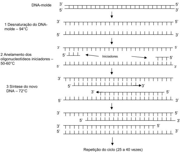 Figura  2:  Modelo  do  processo  de  amplificação  exponencial  de  DNA  através  da  técnica  de  PCR (BROWN, 2003)