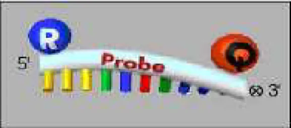 Figura 3: Representação esquemática da sonda TaqMan. R: repórter; Q: quelante (NOVAIS e  ALVES, 2004)