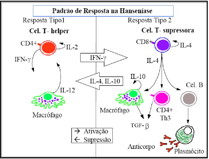 FIGURA 1. Padrão de Resposta na hanseníase - Na forma TT, no padrão de resposta tipo 1, a IL- IL-2 é um fator de crescimentoautócrino para células T helper, que faz ativação de macrófago  mediada pelo IFN-g (imunidade mediada por célula)