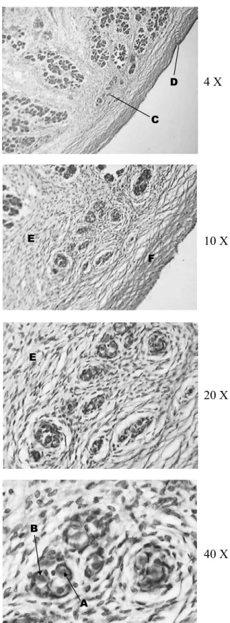 Figura 2 ­ Estagio I da espermatogênese. Aumento de 4, 10, 20, 40  X. Corado com Hematoxilina e Eosina