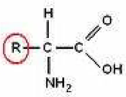 Figura 1: Esquema geral de um amino´acido de radical R qualquer.