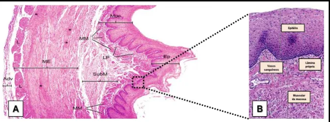 Figura  2.  Fotomicrografia  do  Esôfago  (A)  e  da  Mucosa  Esofágica  (B).  Muc: 