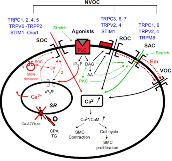 Figura  4:  Vias  de  atuação,  sinalização  e  controle  dos  canais  de  cálcio  voltagem- voltagem-independentes (NVOC)