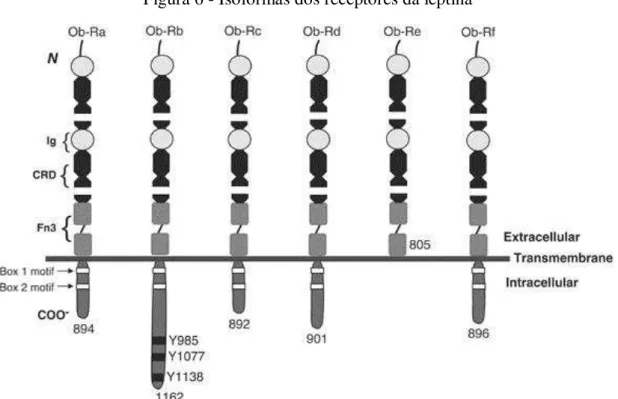 Figura 6 - Isoformas dos receptores da leptina 