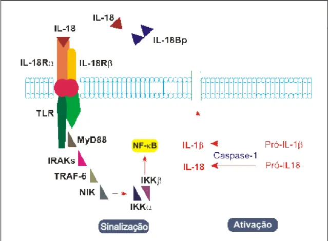 Figura 2 – Ativação e via de sinalização de IL-18   