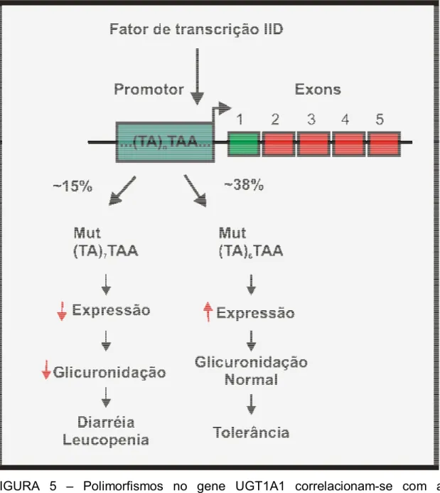 FIGURA 5 – Polimorfismos no gene UGT1A1 correlacionam-se com a  toxicidade do CPT-11. 
