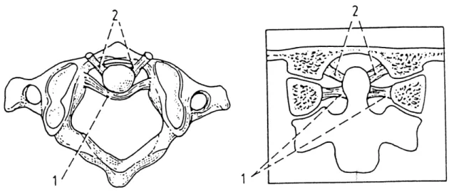 Figura 1.   Representação  esquemática  da  primeira  vértebra  cervical  e  de  ligamentos:            