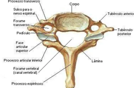 Figura 5.   Representação esquemática da sétima vértebra cervical. 