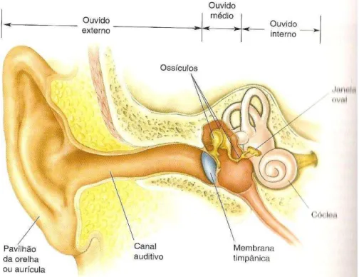 Figura 1  –  Ouvidos externo, médio e interno (Fonte: Bear, 2002, p. 354). 