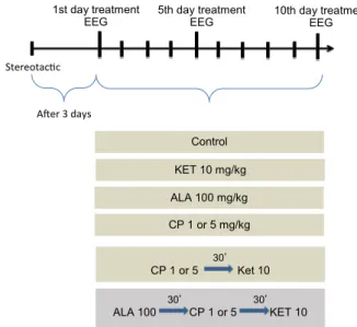 Fig. 1. Treatment protocol with saline (Control), Ketamine 10 mg/kg (KET 10), Lipoic acid 100 mg/kg (ALA 100), Chlorpromazine 1 or 5 mg/kg (CP 1 or CP 5) unaided or combined with ketamine with or without lipoic acid.