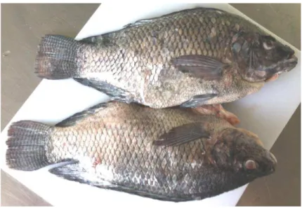 Figura 1  –  Fotografia de pescado de Tilápia do Nilo ( Oreochromis Niloticus ) 