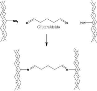 Figura 5 - Representação esquemática do tratamento do colágeno com o glutaraldeído. 