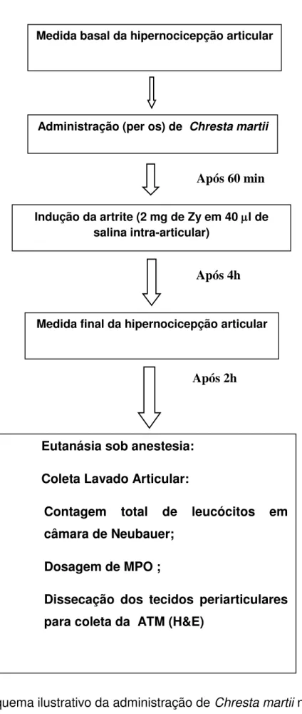 Figura 7- Esquema ilustrativo da administração de Chresta martii no modelo de  hipernocicepção inflamatória na articulação temporomandibular induzida por  zymosan 