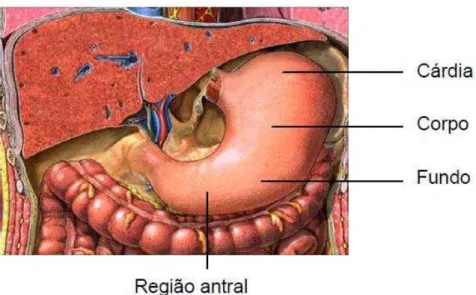 Figura 1 Regiões anatômicas do estômago humano.                                                          