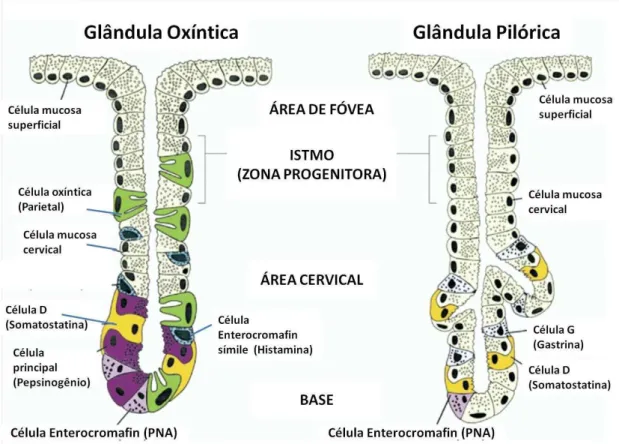 Figura 2. Anatomia funcional da mucosa gástrica humana.  